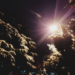 Low angle view of sunlight streaming through trees