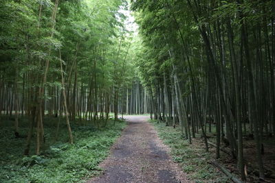 Footpath amidst trees in forest