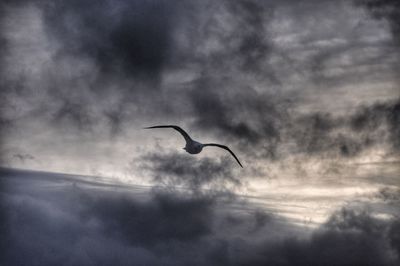 Bird against sky at dusk