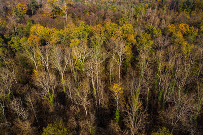 Close-up of trees in forest