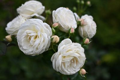 Close-up of white roses