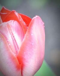 Close-up of water lily