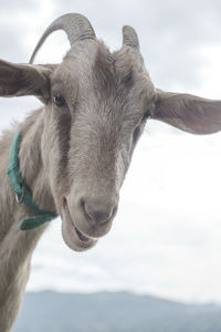 Close-up portrait of a horse