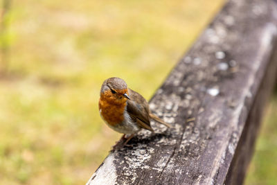 Close-up of bird perching on railing