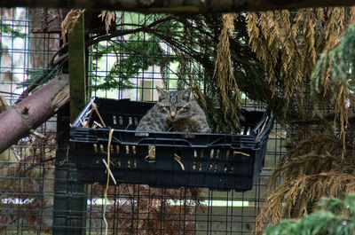 Portrait of cat sitting on tree trunk