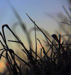 Low angle view of silhouette plants against sky