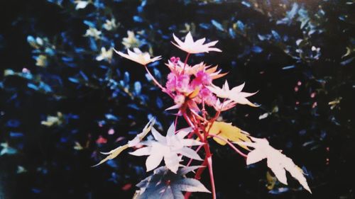 Close-up of pink flowers blooming outdoors