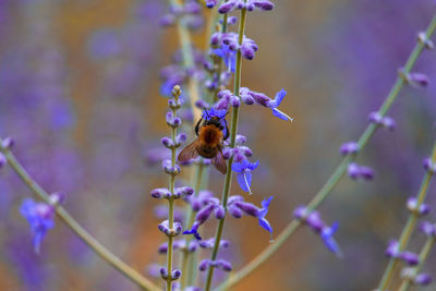 Close-up of insect on purple flowering plant