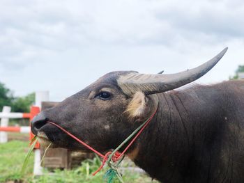 Close-up of a thai buffalo on field