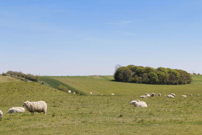 Sheep grazing in a field