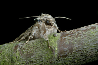 Close-up of insect on rock