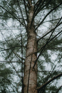 Low angle view of bare trees