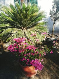 Close-up of pink flowers on tree