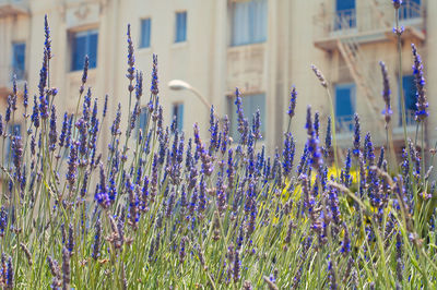 Purple flowers growing in field