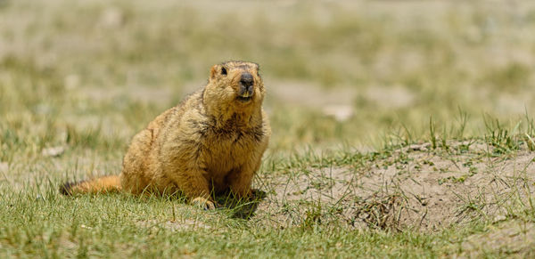 Portrait of marmot sitting on land