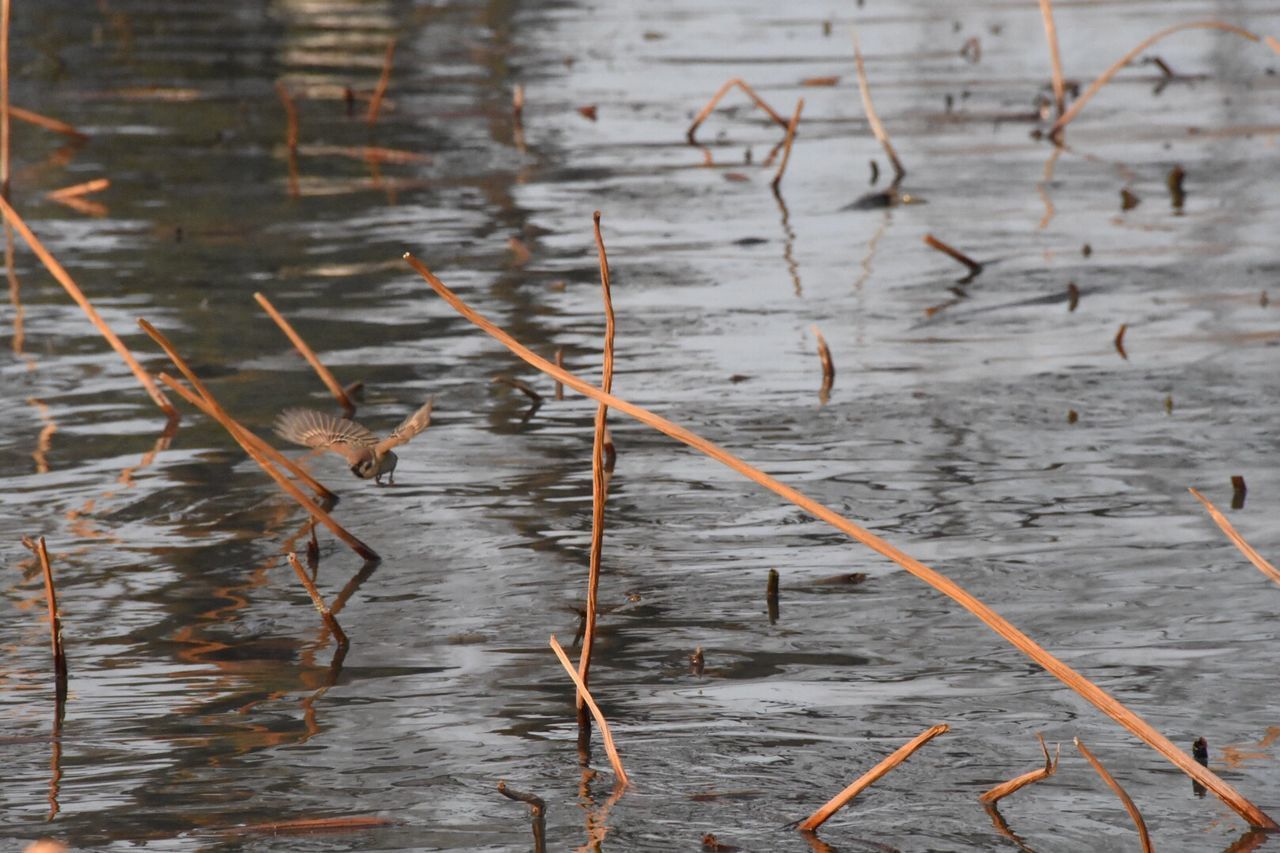 CLOSE-UP OF BIRDS ON LAKE