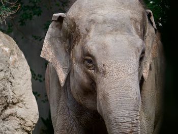 Close-up of elephant looking to the right near rocks