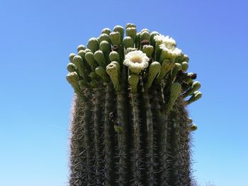 Close-up of cactus growing against clear sky