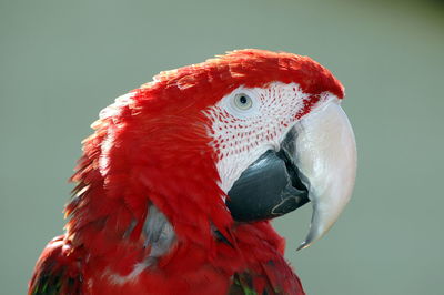 Close-up of parrot