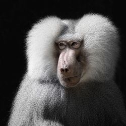 Close-up portrait of monkey