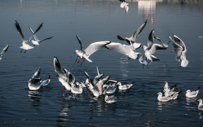 Flock of birds in lake