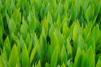 Full frame shot of crops growing on field