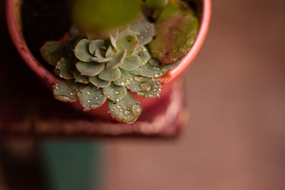 Directly above shot of wet rose on leaf