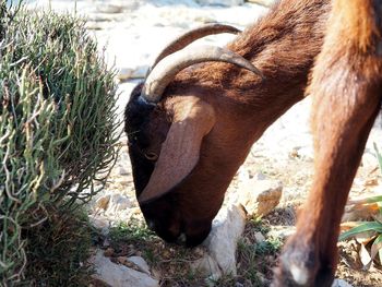 Animals grazing on field