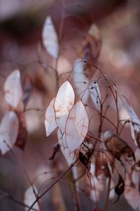 Close-up of wilted plant