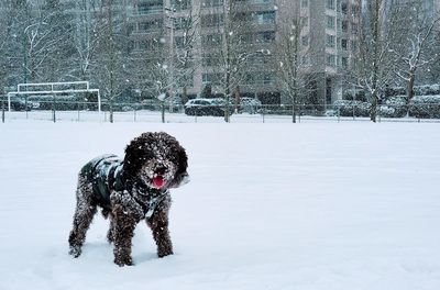 Dog on snow covered land