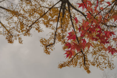 Low angle view of cherry blossom tree