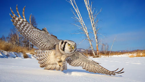 Close-up of eagle flying against sky during winter