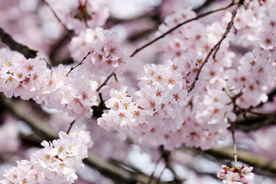 Close-up of cherry blossoms in spring