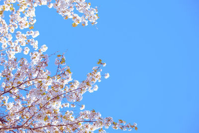 Low angle view of cherry blossom against blue sky