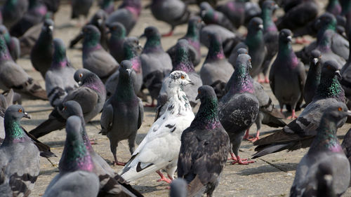 High angle view of pigeons