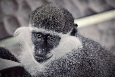 High angle portrait of monkey