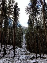 Pine trees in forest during winter