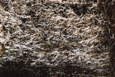 Full frame shot of dried plant