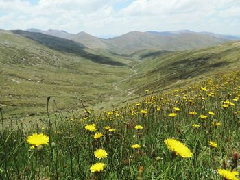 Scenic view of flowering field against sky