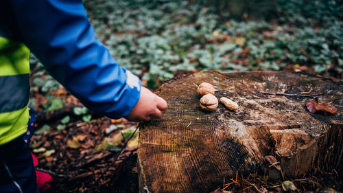 Close-up of cildrens hand putting nuts on tree in forest