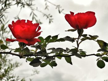 Close-up of red hibiscus blooming against sky