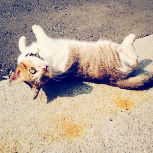 Cat lying on the ground