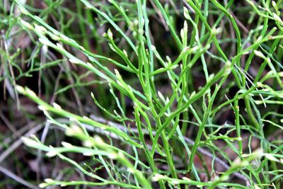 Full frame shot of bamboo on field