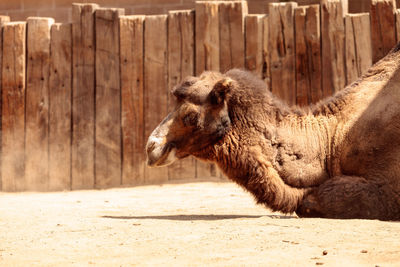 Camel resting at zoo