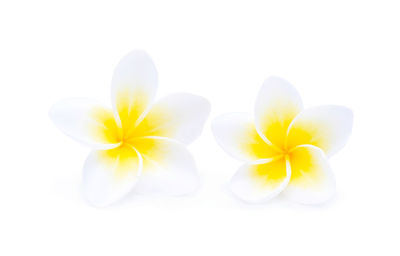 Close-up of frangipani over white background