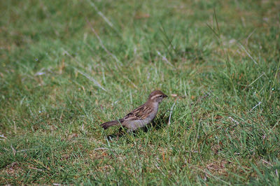 Close-up of bird on grass