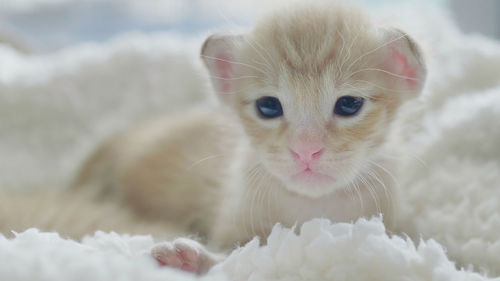 Close-up portrait of white cat