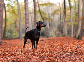 Dog running on field