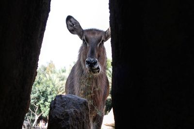 Portrait of horse on tree trunk