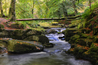 Stream flowing through rocks in forest